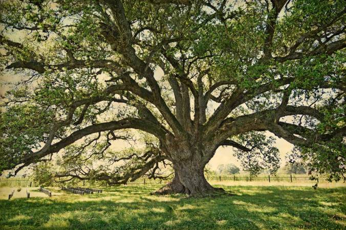 Lone-Oak-color-1