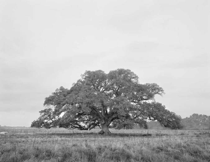 Lone_oak_with-bull