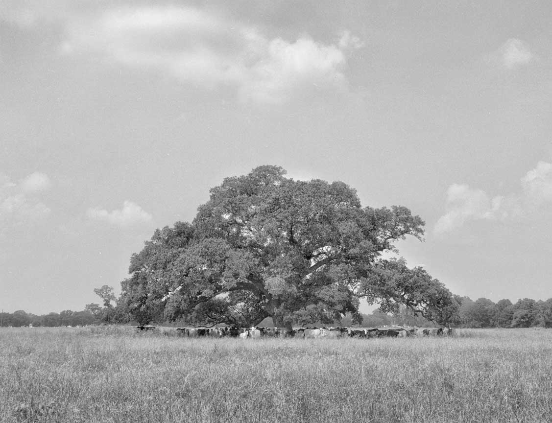 Lone_oak_with_cows-1-Edit