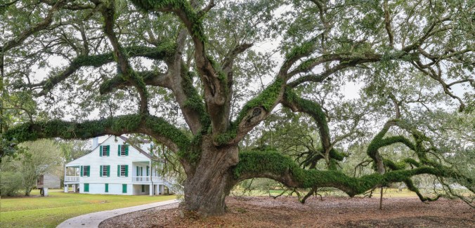 ed-white-oak-panorama_11-8