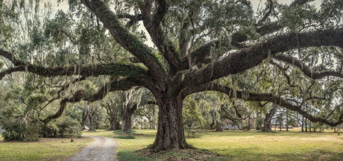 leighton-oaks-pano-5