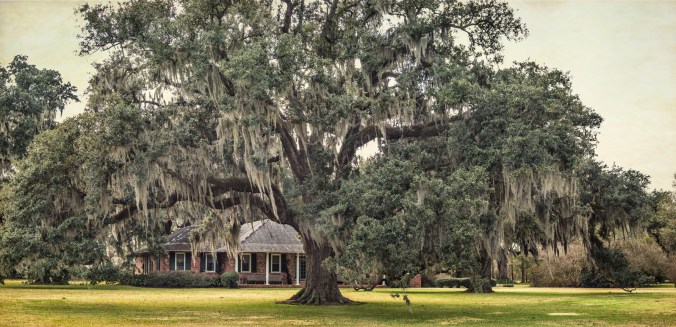 leighton-plantation-oaks-1