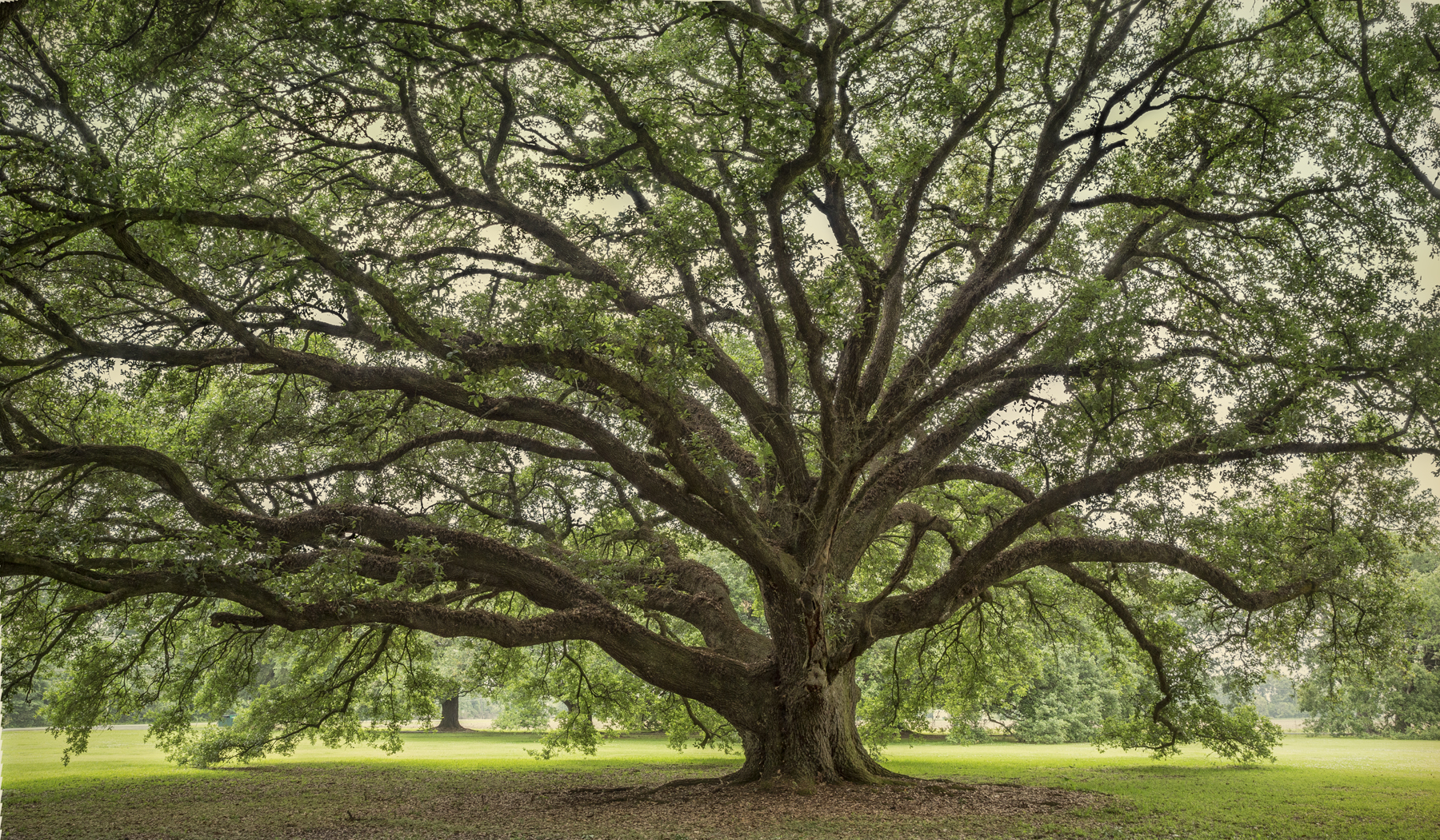 Front yard oak 4_Coulon