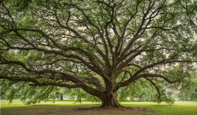 Front yard oak 4_Coulon