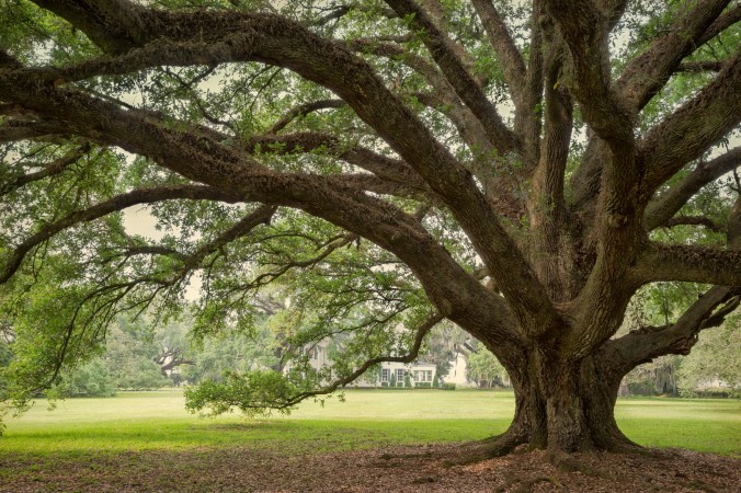 Front yard oak_1_Coulon