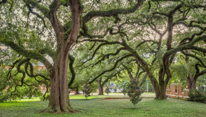 20th century oaks 1a copy